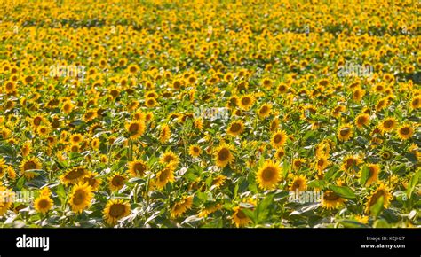 Provence France Field Of Blooming Sunflowers Stock Photo Alamy