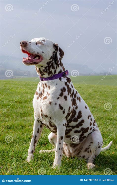 What Are Dalmatians Used For