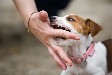 How to Train a Puppy Not to Bite | Canna-Pet®