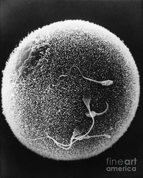 Sperm Fertilizing Egg Sem Photograph By David M Phillips