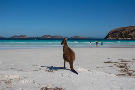 Guide To Seeing The Lucky Bay Kangaroos - Suzy Stories