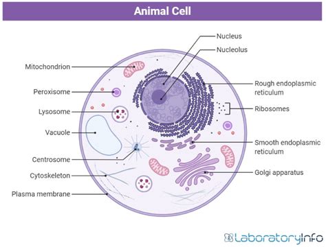 animal cell diagram easy - Kris Hammett