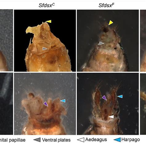 Crisprcas9 Mediated Mutation Within Sfdsx Target Sites And Temporal Download Scientific