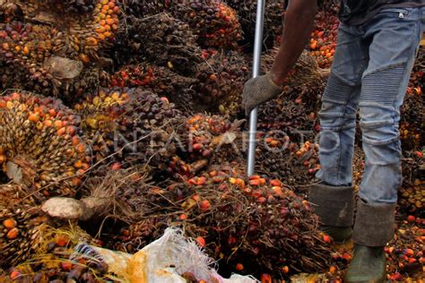 HARGA TBS SAWIT NAIK DI RIAU ANTARA Foto