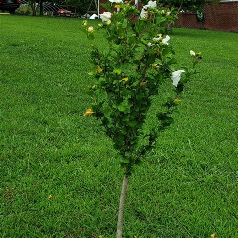 Morning Star Althea Shrub Green Thumbs Garden