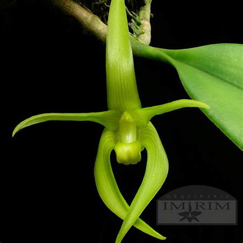 Bulbophyllum Barbigerum 100 00 Por R 80 00 Bulbophyllum Careyanum R