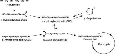 Biochemical Synthetic And Metabolic Pathways Of GHB And Its Related