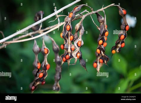 Seed Pods From A Coral Bean Erythrina Herbacea Plant In St Augustine