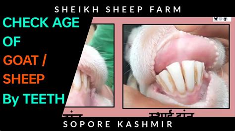 How To Check Age Of Sheep Goat By Teeth Sheepfarming Youtube