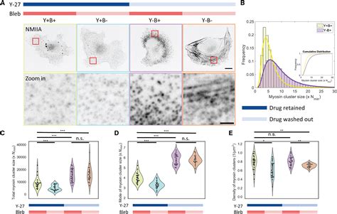 Limiting Pool And Actin Architecture Controls Myosin Cluster Sizes In