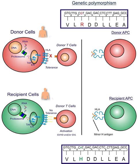 Frontiers Minor Histocompatibility Antigen Specific T Cells