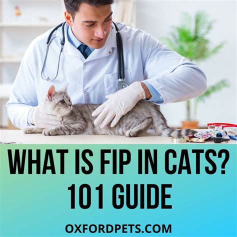 What Is FIP In Cats Feline Infectious Peritonitis 101 Review