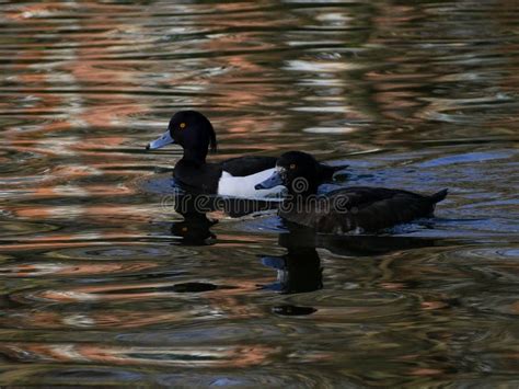 A Pair Of Black And White Tufted Ducks Aythya Fuligula Swimming