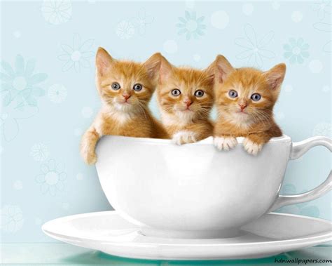 cute kitty wallpapers top  cute kitty backgrounds wallpaperaccess
