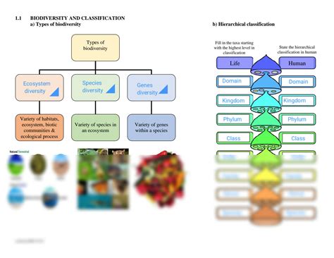 SOLUTION: Biodiversity mind map - Studypool