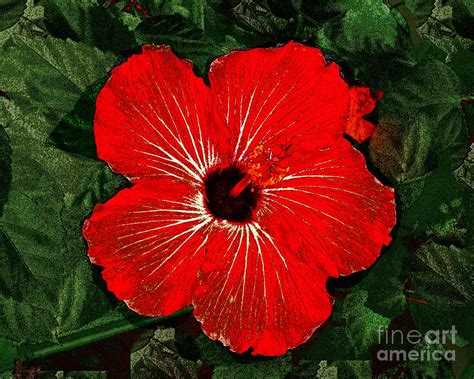 Red Hibiscus Digital Art Photograph By Merton Allen Pixels