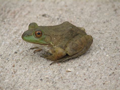 baby bullfrog by melloncolliebaby on DeviantArt