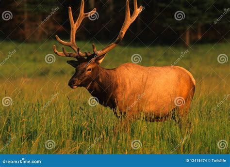 Bull Elk In Velvet Stock Images Image 12415474