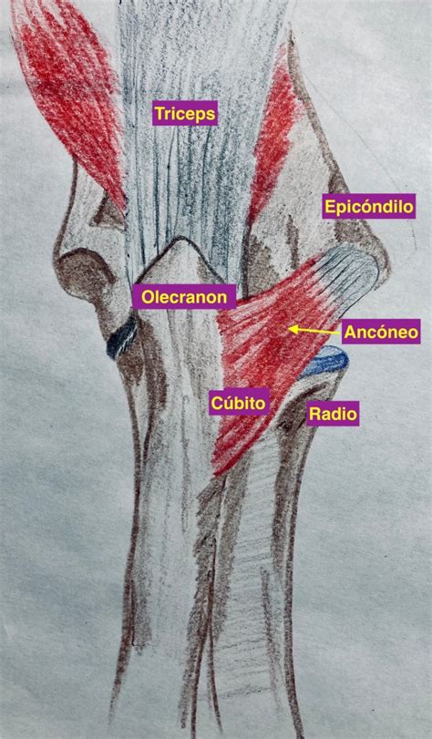 272 El Músculo Ancóneo Epitroclear Ecografía Fácil