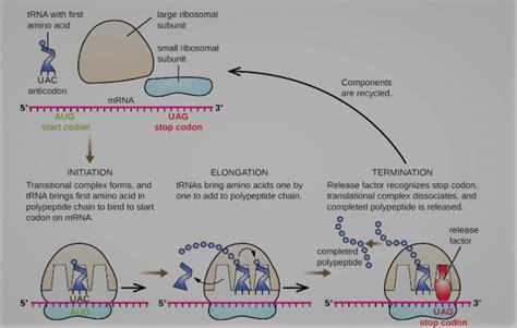 Overview Of Translation Protein Biosynthesis Chemistry Notes