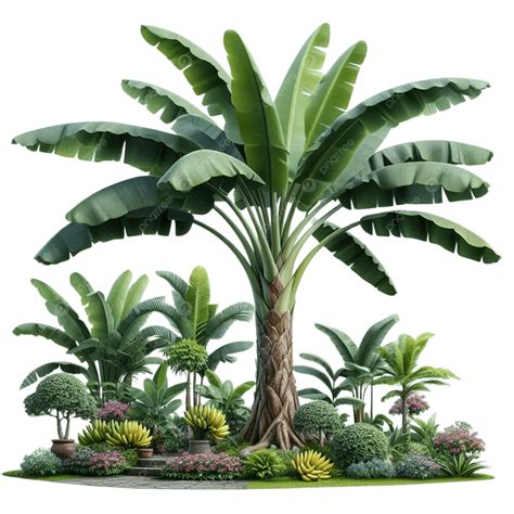 Banana Tree, Banana, Tree, Hand Drawn Banana Tree PNG Transparent Image