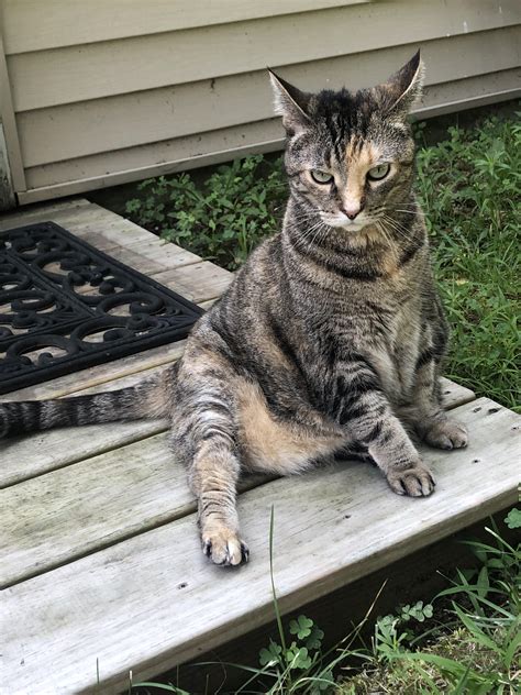peppermint for cats 6