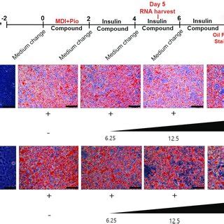 Decreased Accumulation Of Lipid Droplets In Differentiated 3T3 L1 Cells