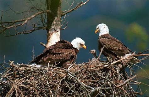 Bald Eagle Cam Live From Minnesota Breeding Season 2019 Natural