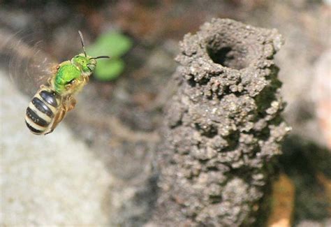 Metallic Green Sweat Bee and her Nest: Plagued by Cleptoparasitic Cuckoo Bee - What's That Bug?