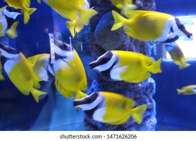 Pennant Coralfish Aka Longfin Bannerfish Species Stock Photo 2264605353 ...