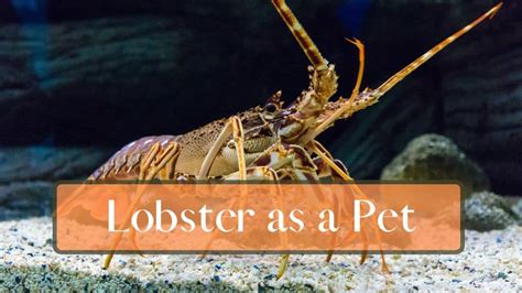 Keeping A Lobster As A Pet: A Short Care Guide - FishTanko