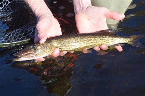 Fly Fishing for Chain Pickerel – Tips - Flylords Mag