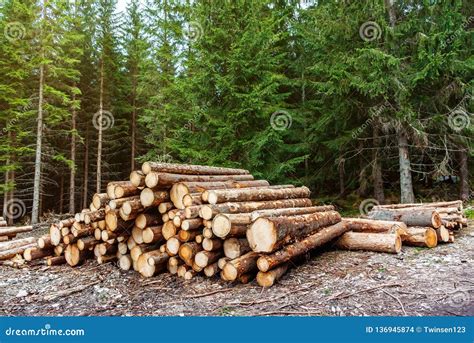 freshly cut pine logs piled   forest logging deforestation