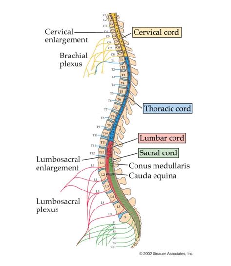 Lumbar Enlargement Cadaver