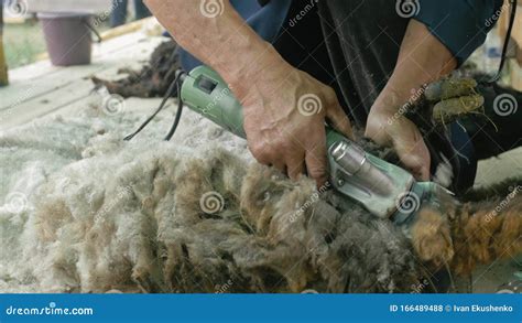 Men Shearer Shearing Sheep at Agricultural Show in Competition ...