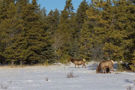 Jasper National Park Wildlife Safari