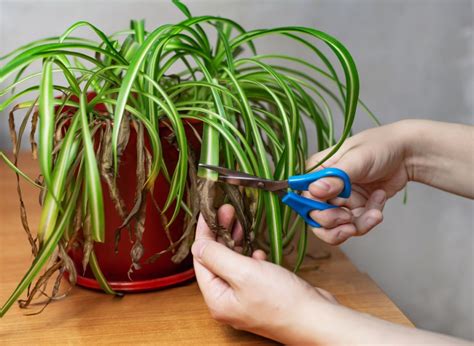 Puedes distinguir fácilmente si tu planta está sobreregada o