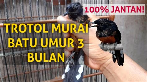 Murai Batu Trotol Jantan Umur Bulan Akurat Menentukkan Jenis