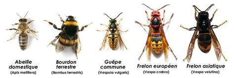 Guêpes abeilles frelons bourdons comment les différencier