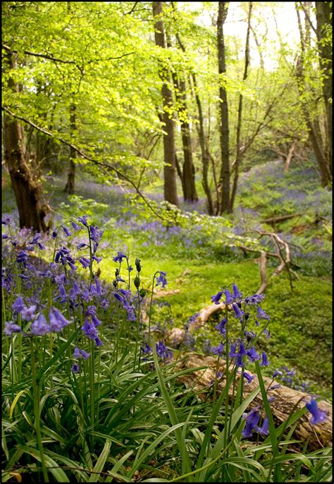 How do you explore the Ashdown Forest? - Ashdown Forest