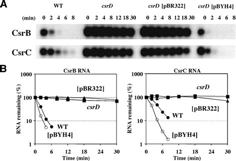 Identification Of A Novel Regulatory Protein CsrD That Targets The