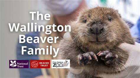 Baby Beaver Born At Five Sisters Zoo Thriving In Northumberland