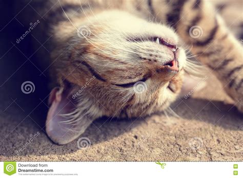 Cat sleeping on the back stock photo. Image of nature - 78003998