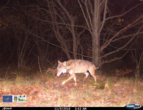 Il Lupo Sull Appennino Settentrionale Momento Di Informazione E