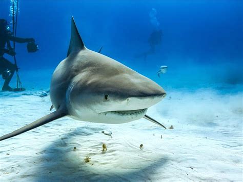 Bull Shark vs Great White Shark: Explaining the 9 Main Differences