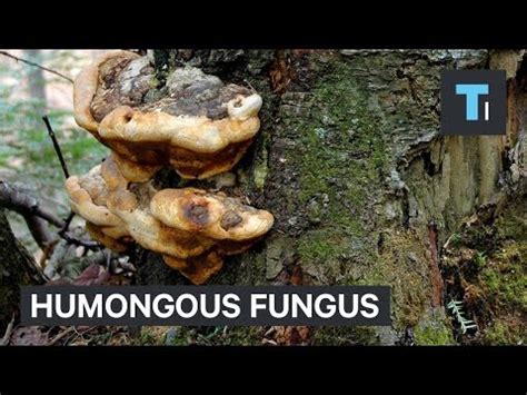 Humongous fungus [Video] | A little bit of this, a little bit of that