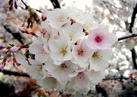 Quais São As Variedades Mais Comuns De Flores De Cerejeira