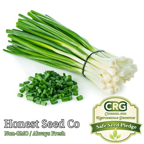 Tokyo Long White Bunching Onion Seeds Honest Seed Co