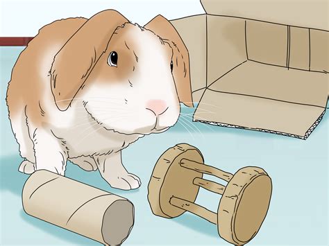 5 Ways To Keep Your Rabbit Healthy Wikihow