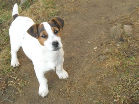 Chiot Elevage De L Antre Des Jacks Eleveur De Chiens Jack Russell